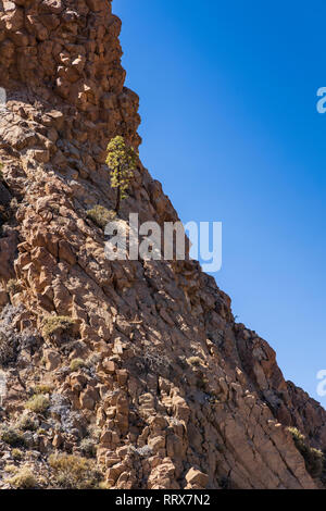 Single pinus canariensis, Kanarische Pinie wächst von der Klippe in der Las Canadas del Teide National Park, Teneriffa, Kanarische Inseln, Spanien Stockfoto