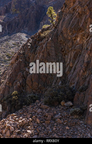 Single pinus canariensis, Kanarische Pinie wächst von der Klippe in der Las Canadas del Teide National Park, Teneriffa, Kanarische Inseln, Spanien Stockfoto