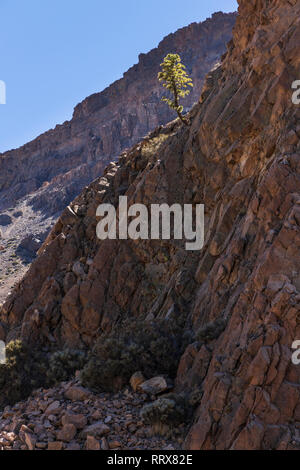 Single pinus canariensis, Kanarische Pinie wächst von der Klippe in der Las Canadas del Teide National Park, Teneriffa, Kanarische Inseln, Spanien Stockfoto