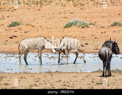 Roan Antilope an einem Wasserloch im südlichen afrikanischen Savanne Stockfoto