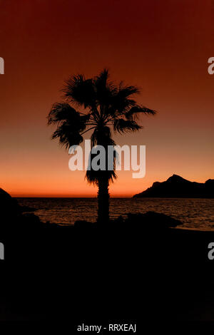 Silhouette der Palme wächst auf Meer Mänteln im Sonnenuntergang leuchtet Stockfoto