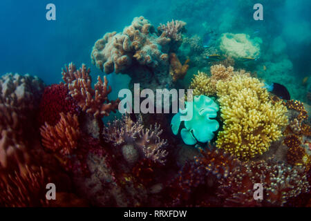 Anders farbigen Korallen im Meer Stockfoto