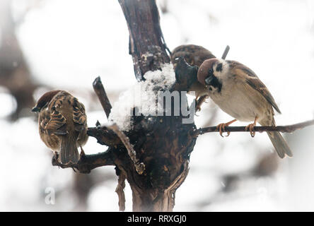 Spatzen, Überleben im harten Winter an grapeyard Stockfoto