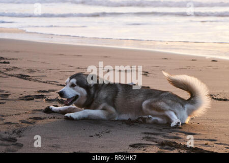 Süße verspielte Husky Hund liegend auf nassen Sandstrand von Meer in der Dämmerung das Licht Stockfoto