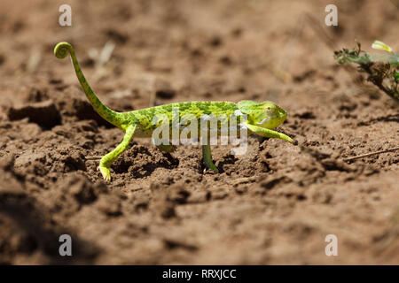 Nahaufnahme von kleinen bunten grün gestreifte Echse mit weißen Flecken zu Fuß Stockfoto