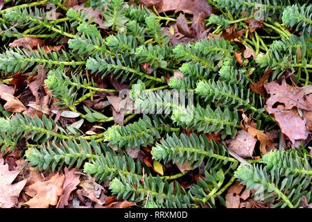 Euphorbia Myrsinites Stockfoto