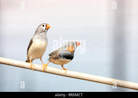 Finch Vögel auf Zweig. schöne bunte Haustieren. Stockfoto