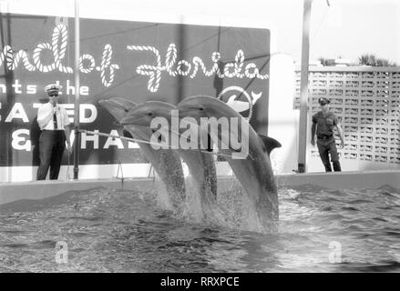 USA-Florida Ca. 1959, das Marineland bei Daytona Beach, Delphine bei der Vorstellung Stockfoto