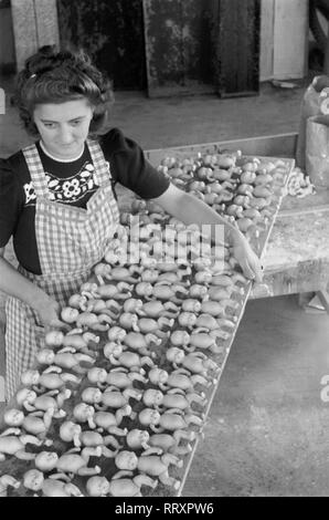 Deutschland - Deutschland Ca. 1950, Thüringen, Arbeiterin der Spielzeugfabrik in Sonneberg mit Puppen Stockfoto