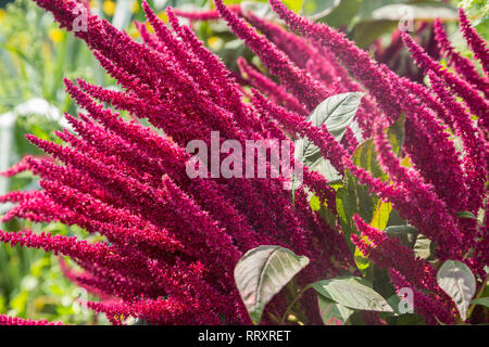 Amaranth ist als Blatt Gemüse, Getreide und Zierpflanzen in Südamerika angebaut. Amaranth Samen sind reich an Proteinen und Aminosäuren Stockfoto