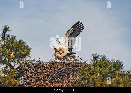Zwei störche selbst Reinigung in ihrem Nest auf einem Kiefer Stockfoto