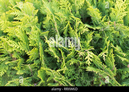 Grüne Wand von cupressus Baum als Hintergrund Textur. Natürliche wallpaper Konzept. Nahaufnahme des cupressus Baum. Schönheit der Natur. Frische Zweig der cupressus Baum. Garten, Park und Wald. Stockfoto