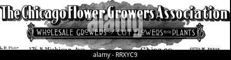 . Floristen Review [microform]. Blumenzucht. 28 Die wöchentliche Floristen' überprüfen. Fbbbuabt 22, 1912. L. D. Phoii" Randolph 5449 176 k 23.38.39^ ej&gt; Ave CKic ©.^o OTTO W. FRESE, General Manager. Bitte beachten Sie, dass diese Bilder sind von der gescannten Seite Bilder, die digital für die Lesbarkeit verbessert haben mögen - Färbung und Aussehen dieser Abbildungen können nicht perfekt dem Original ähneln. extrahiert. Chicago: Floristen Pub. Co Stockfoto