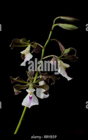 Tropische Orchidee bekannt als Encyclia cordigera Stockfoto