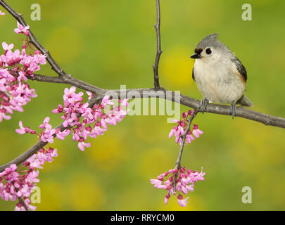 Eine getuftete Meise Anhalten unter Redbud Blüten im Frühling Stockfoto