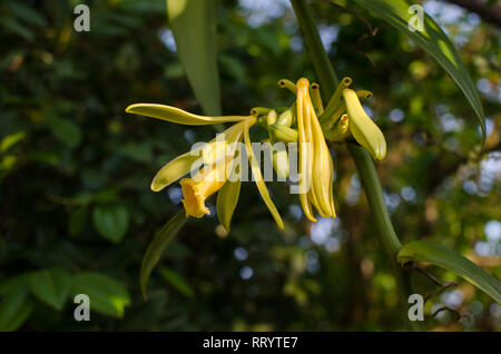 Blumen einer Vanille Familie Stockfoto