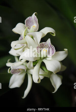 Prosthechea fragrans Stockfoto