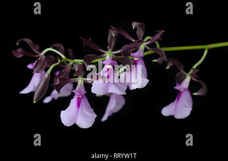 Tropische Orchidee bekannt als Encyclia cordigera Stockfoto