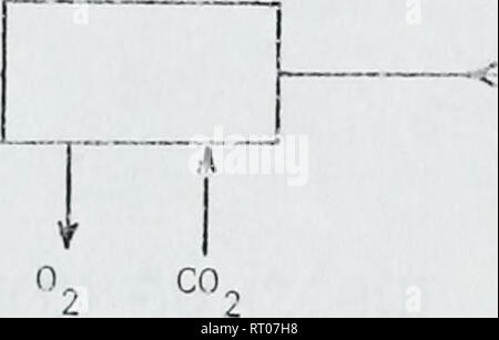 . Analytische und experimentelle Untersuchung von Blut Oxygenatoren und pulmonale Stoffaustausch in flüssigen Atmung. In der Körper Sauerstoff; Blut Gase; Atmung. ?-- &Lt;-? Kapillarbett. 1 Abfall Abbildung 1.2-1. Der Cardio ovascu-ar jysten.. Bitte beachten Sie, dass diese Bilder sind von der gescannten Seite Bilder, die digital für die Lesbarkeit verbessert haben mögen - Färbung und Aussehen dieser Abbildungen können nicht perfekt dem Original ähneln. extrahiert. Falco, James William, 1942 -. Stockfoto