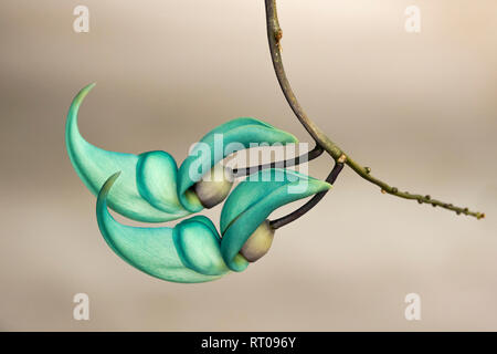 Jade Vine Knospen an Sadie Seymour Botanischer Garten in Hawaii. Stockfoto