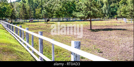 Weide für Kühe am Rande des Waldes, in der Mezhigirye Trakt in der Nähe von Kiew, Ukraine. Stockfoto