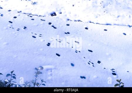 Hund Fuß druckt im Schnee Stockfoto