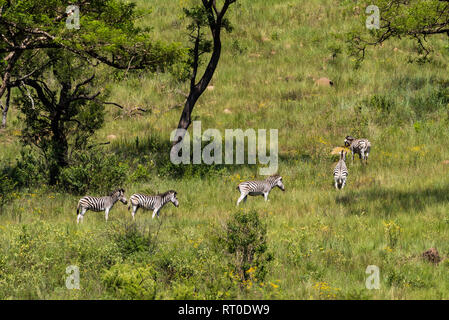 Eine kleine Herde von Burchell's Zebra schlängeln sich auf einem grasbewachsenen Hügel in der umgeni Valley Nature Reserve, Südafrika. Stockfoto