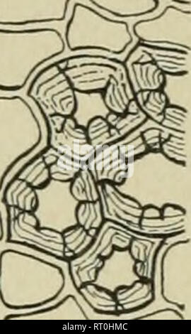 . Bakteriologische Verfahren in der Nahrung und Droge Labors, eine Einführung in die mikro-analytischen Methoden. Bakteriologie; Lebensmittel; Droge Verfälschung. Abb. 21.. Bitte beachten Sie, dass diese Bilder sind von der gescannten Seite Bilder, die digital für die Lesbarkeit verbessert haben mögen - Färbung und Aussehen dieser Abbildungen können nicht perfekt dem Original ähneln. extrahiert. Schneider, Albert, 1863-1928. Philadelphia, S. Blakiston's Sohn &Amp; Co Stockfoto