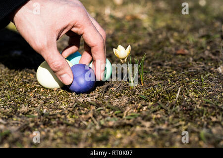 Hand findet Ostern Eier in der Nähe Camas. (Natürliche Umgebung, Boden Perspektive). Stockfoto