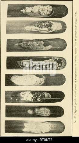 . Die actinomyceten: ihrer Art, auftreten, Aktivitäten und Bedeutung. Aktinomyceten; Actinomycetales. . Bitte beachten Sie, dass diese Bilder sind von der gescannten Seite Bilder, die digital für die Lesbarkeit verbessert haben mögen - Färbung und Aussehen dieser Abbildungen können nicht perfekt dem Original ähneln. extrahiert. Waksman, Selman A. (Selman Abraham), 1888-1973. Waltham, Mass., Chronica Botanica Co. Stockfoto