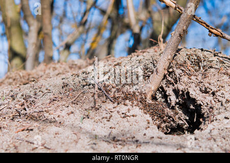 Ameisenhügel im Wald Szene. Wald Ameisenhaufen. Ameisenhaufen im Frühjahr Wald Szene Stockfoto