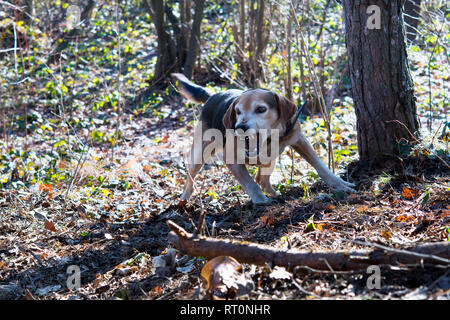 Hund Hund im Wald Stockfoto