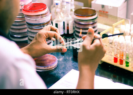 Bakterielle Inokulation in einem Reagenzglas agar gelb Kultur Medien ...