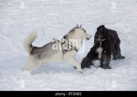 Siberian Husky und Afghanischen Windhundes spielen auf dem weißen Schnee. Heimtiere. Reinrassige Hunde. Stockfoto