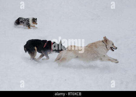 Golden Retriever, Shetland Collie und Schwarz mongrel Spielen auf dem weißen Schnee. Heimtiere. Reinrassigen Hund. Stockfoto