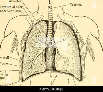 . Biologie der Tiere. Biologie; Zoologie; Physiologie. Atmung 163 als das untere Ende der Luftröhre in die Brust, oder Thorax, er teilt sich in die rechten und linken Äste, die Bronchien, welches daraufhin direkt in die Lunge, die jeweils einen Beutel mit elastischen, schwammige Gewebe ein. Innerhalb der Lunge, der bronchien Aufteilen in kleinere und immer wieder kleinere Filialen, bis schließlich bilden sie Mikro- skopischen Zweige, die jeweils in einem oder mehreren winzigen Lungenbläschen, den Alveolen. So gibt es viele Tausende von alveolen in der menschlichen Lunge, Alveolus Rechts bronchialen Schlauch Bindegewebe Luftröhre. Körper wand Pleura P Stockfoto