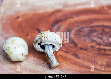 Pilz auf einem hölzernen Hintergrund mit Platz für Text Stockfoto