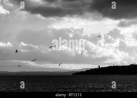 Vögel fliegen über den Trasimenischen See Stockfoto