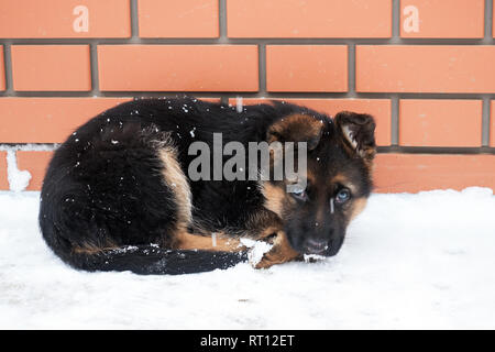 Deutscher Schäferhund Welpe ist einfrieren im Schnee Stockfoto