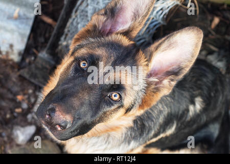 Deutscher Schäferhund sucht im Rahmen Stockfoto