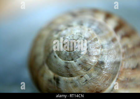 Eine kleine Schale im Meer gefunden Stockfoto