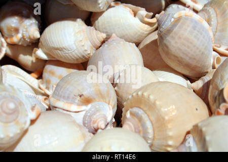 Schneckenhäuser auf dem Markt in Montenegro Stockfoto