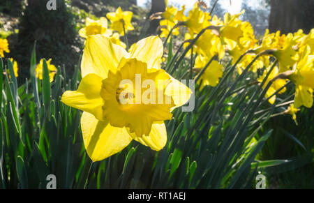 Ofen, Ceredigion, Wales, UK. 27 Feb, 2019. UK Wetter: Ein anderes heißen, sonnigen Tag, vielleicht der letzte Tag voller Sonnenschein für mehrere Tage. Die Temperaturen erreichen 20 Grad in diesem Bereich der Ceredigion vor ein paar Tagen. Narzissen in der Blüte. Die nationale Blume von Wales ist die Narzisse, die sich traditionell auf die St. David's Day, der an diesem Freitag abgenutzt ist, bis zum 1. März. Hier bei öffentlichen Garten im Dorf Ofen, Ceredigion, Wales, Großbritannien Credit: Paul Quayle/Alamy leben Nachrichten Stockfoto