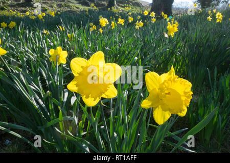 Ofen, Ceredigion, Wales, UK. 27 Feb, 2019. UK Wetter: Ein anderes heißen, sonnigen Tag, vielleicht der letzte Tag voller Sonnenschein für mehrere Tage. Die Temperaturen erreichen 20 Grad in diesem Bereich der Ceredigion vor ein paar Tagen. Narzissen in der Blüte. Die nationale Blume von Wales ist die Narzisse, die sich traditionell auf die St. David's Day, der an diesem Freitag abgenutzt ist, bis zum 1. März. Hier bei öffentlichen Garten im Dorf Ofen, Ceredigion, Wales, Großbritannien Credit: Paul Quayle/Alamy leben Nachrichten Stockfoto