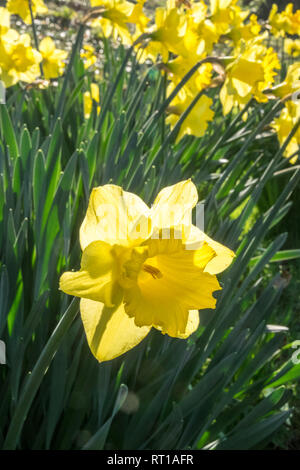 Ofen, Ceredigion, Wales, UK. 27 Feb, 2019. UK Wetter: Ein anderes heißen, sonnigen Tag, vielleicht der letzte Tag voller Sonnenschein für mehrere Tage. Die Temperaturen erreichen 20 Grad in diesem Bereich der Ceredigion vor ein paar Tagen. Narzissen in der Blüte. Die nationale Blume von Wales ist die Narzisse, die sich traditionell auf die St. David's Day, der an diesem Freitag abgenutzt ist, bis zum 1. März. Hier bei öffentlichen Garten im Dorf Ofen, Ceredigion, Wales, Großbritannien Credit: Paul Quayle/Alamy leben Nachrichten Stockfoto