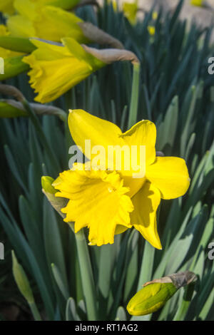 Ofen, Ceredigion, Wales, UK. 27 Feb, 2019. UK Wetter: Ein anderes heißen, sonnigen Tag, vielleicht der letzte Tag voller Sonnenschein für mehrere Tage. Die Temperaturen erreichen 20 Grad in diesem Bereich der Ceredigion vor ein paar Tagen. Narzissen in der Blüte. Die nationale Blume von Wales ist die Narzisse, die sich traditionell auf die St. David's Day, der an diesem Freitag abgenutzt ist, bis zum 1. März. Hier bei öffentlichen Garten im Dorf Ofen, Ceredigion, Wales, Großbritannien Credit: Paul Quayle/Alamy leben Nachrichten Stockfoto