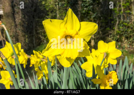 Ofen, Ceredigion, Wales, UK. 27 Feb, 2019. UK Wetter: Ein anderes heißen, sonnigen Tag, vielleicht der letzte Tag voller Sonnenschein für mehrere Tage. Die Temperaturen erreichen 20 Grad in diesem Bereich der Ceredigion vor ein paar Tagen. Narzissen in der Blüte. Die nationale Blume von Wales ist die Narzisse, die sich traditionell auf die St. David's Day, der an diesem Freitag abgenutzt ist, bis zum 1. März. Hier bei öffentlichen Garten im Dorf Ofen, Ceredigion, Wales, Großbritannien Credit: Paul Quayle/Alamy leben Nachrichten Stockfoto