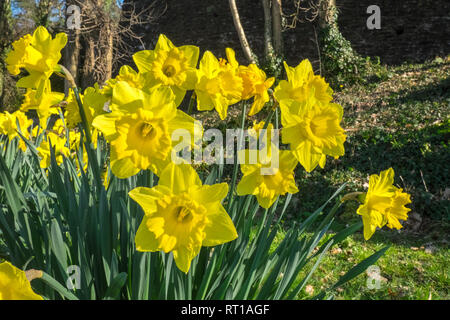 Ofen, Ceredigion, Wales, UK. 27 Feb, 2019. UK Wetter: Ein anderes heißen, sonnigen Tag, vielleicht der letzte Tag voller Sonnenschein für mehrere Tage. Die Temperaturen erreichen 20 Grad in diesem Bereich der Ceredigion vor ein paar Tagen. Narzissen in der Blüte. Die nationale Blume von Wales ist die Narzisse, die sich traditionell auf die St. David's Day, der an diesem Freitag abgenutzt ist, bis zum 1. März. Hier bei öffentlichen Garten im Dorf Ofen, Ceredigion, Wales, Großbritannien Credit: Paul Quayle/Alamy leben Nachrichten Stockfoto