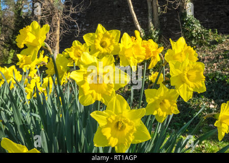 Ofen, Ceredigion, Wales, UK. 27 Feb, 2019. UK Wetter: Ein anderes heißen, sonnigen Tag, vielleicht der letzte Tag voller Sonnenschein für mehrere Tage. Die Temperaturen erreichen 20 Grad in diesem Bereich der Ceredigion vor ein paar Tagen. Narzissen in der Blüte. Die nationale Blume von Wales ist die Narzisse, die sich traditionell auf die St. David's Day, der an diesem Freitag abgenutzt ist, bis zum 1. März. Hier bei öffentlichen Garten im Dorf Ofen, Ceredigion, Wales, Großbritannien Credit: Paul Quayle/Alamy leben Nachrichten Stockfoto