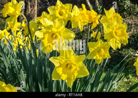 Ofen, Ceredigion, Wales, UK. 27 Feb, 2019. UK Wetter: Ein anderes heißen, sonnigen Tag, vielleicht der letzte Tag voller Sonnenschein für mehrere Tage. Die Temperaturen erreichen 20 Grad in diesem Bereich der Ceredigion vor ein paar Tagen. Narzissen in der Blüte. Die nationale Blume von Wales ist die Narzisse, die sich traditionell auf die St. David's Day, der an diesem Freitag abgenutzt ist, bis zum 1. März. Hier bei öffentlichen Garten im Dorf Ofen, Ceredigion, Wales, Großbritannien Credit: Paul Quayle/Alamy leben Nachrichten Stockfoto